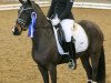 dressage horse Dark Chocolate 30 (German Riding Pony, 2013, from Del Estero NRW)