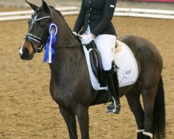 dressage horse Dark Chocolate 30 (Deutsches Reitpony, 2013, from Del Estero NRW)