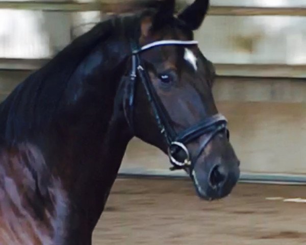 dressage horse Sir Simon Star L (Württemberger, 2009, from Sir Sandro)