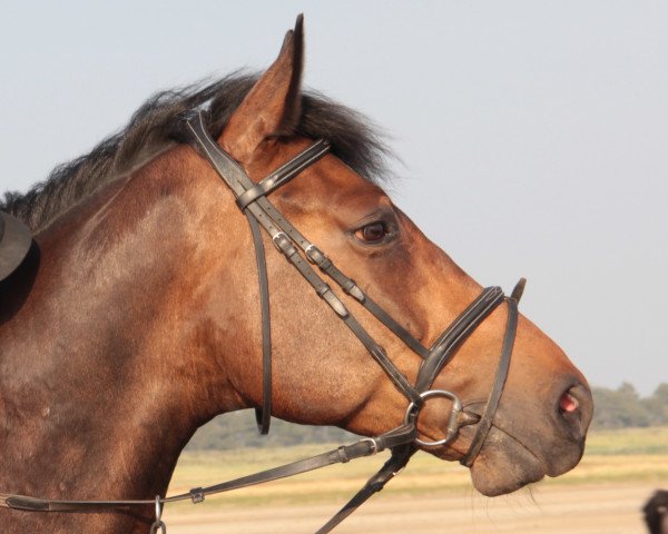 Springpferd Paddock de la Pomme (Zangersheide Reitpferd, 2010, von Gaillard de La Pomme)