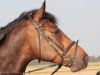 Springpferd Paddock de la Pomme (Zangersheide Reitpferd, 2010, von Gaillard de La Pomme)