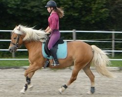 Pferd Dunja (Haflinger, 2010, von Weltwind)