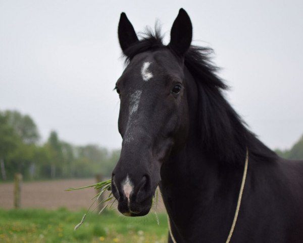 Dressurpferd Sandocan (Gelderländer, 2002)