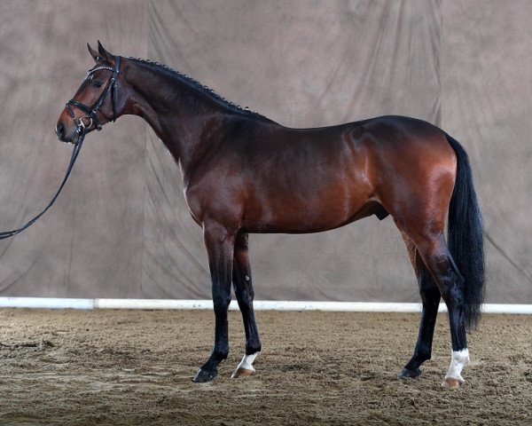 stallion Royal Discovery 6 (Oldenburg, 2015, from Rock Forever NRW)