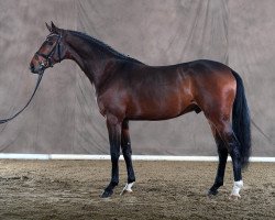 stallion Royal Discovery 6 (Oldenburg, 2015, from Rock Forever NRW)