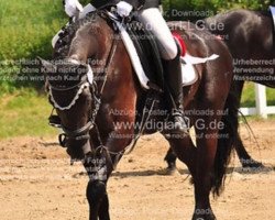 dressage horse Maedäi (German Riding Pony, 2009, from Di Däi)