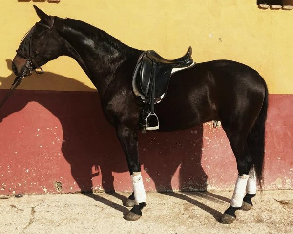 Pferd FIDEITO (Hispano-Araber, 2012)