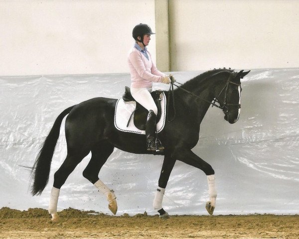 horse Deluxe (German Warmblood, 2012, from Don Index)