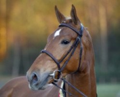 stallion Inshallah de Muze (Belgian Warmblood, 2008, from Nabab de Rêve)