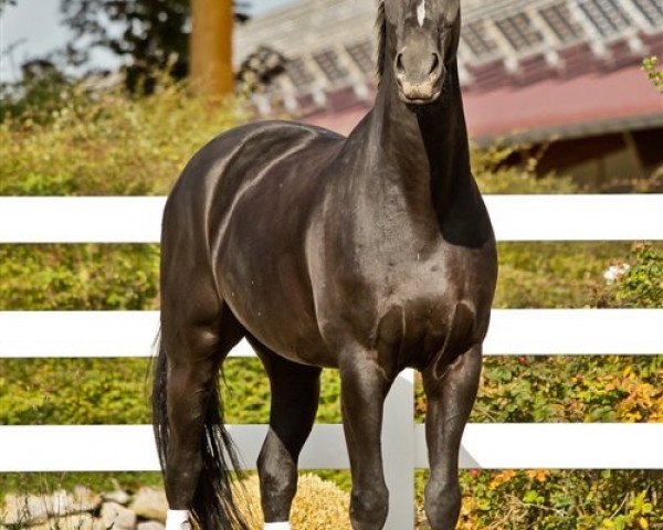 dressage horse Dibago (Oldenburg, 2004, from Depardieu 11)