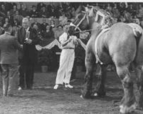 stallion Nico van Melo (Dutch Heavy Draft, 1935, from Clairon de la Lys)