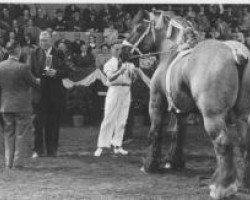 stallion Nico van Melo (Dutch Heavy Draft, 1935, from Clairon de la Lys)