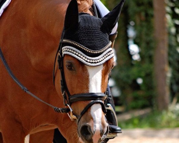 stallion Daily Pleasure. (German Riding Pony, 2005, from Derano Gold)