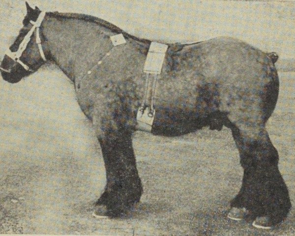 horse Castro van Geleenhof (Dutch Heavy Draft, 1946, from Nico van Beek)