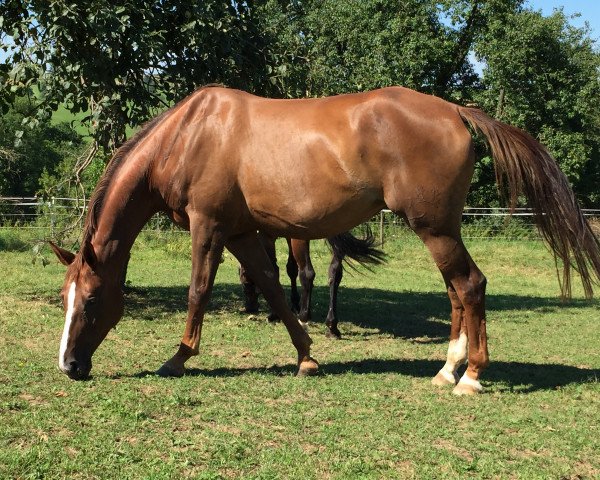 Zuchtstute Falbala (Trakehner, 2007, von Gribaldi)