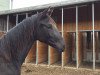 Zuchtstute Amera Grace (ex Arya) (Trakehner, 2016, von E.H. Millennium)