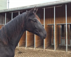 Zuchtstute Amera Grace (ex Arya) (Trakehner, 2016, von E.H. Millennium)