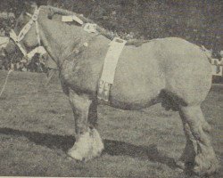 horse Nico van Puth (Dutch Heavy Draft, 1944, from Nico van Smakt)