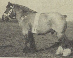 Deckhengst Nico van Geverik (Niederländisches Kaltblut, 1947, von Nico van Beek)