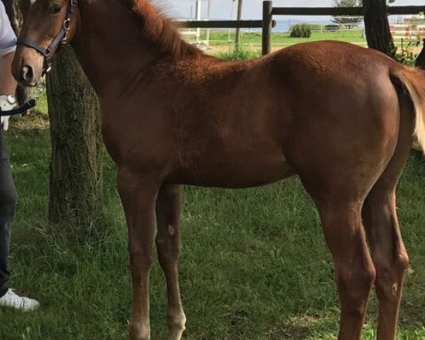 Springpferd Filou (Trakehner, 2017, von Icare d'Olympe AA)