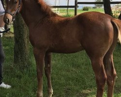 Pferd Filou (Trakehner, 2017, von Icare d'Olympe AA)