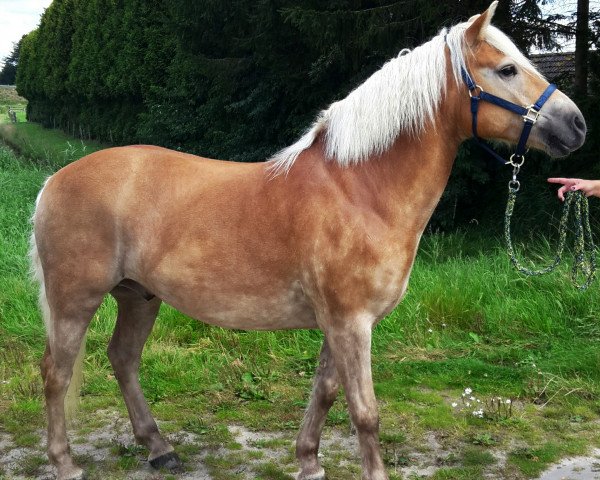 horse Nicolay Navarone (Haflinger, 2008, from Notaris)