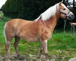 horse Nicolay Navarone (Haflinger, 2008, from Notaris)