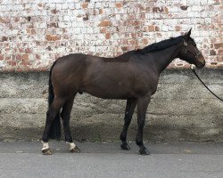 horse Welf (Hanoverian, 2009, from Weltmeyer)