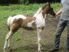 horse Sally (Pinto / Pony, 2017, from Gringo S)