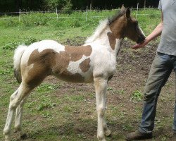 Pferd Sally (Pinto/Pony, 2017, von Gringo S)