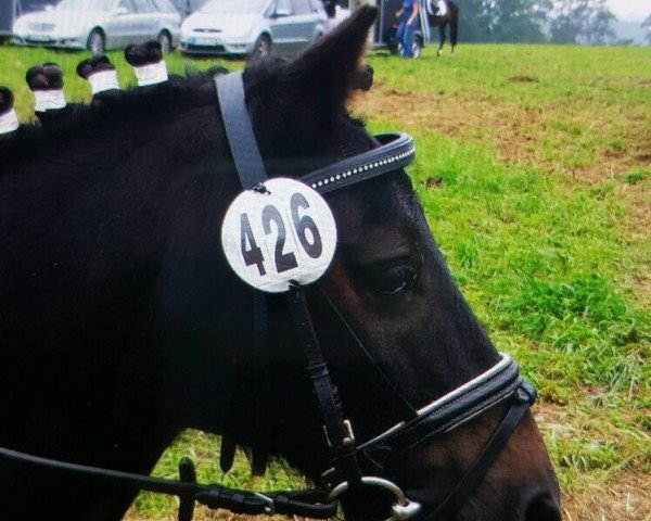 Dressurpferd Dandy vom Wiechenhof (Deutsches Classic Pony, 2005)