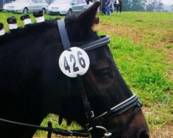 dressage horse Dandy vom Wiechenhof (German Classic Pony, 2005)