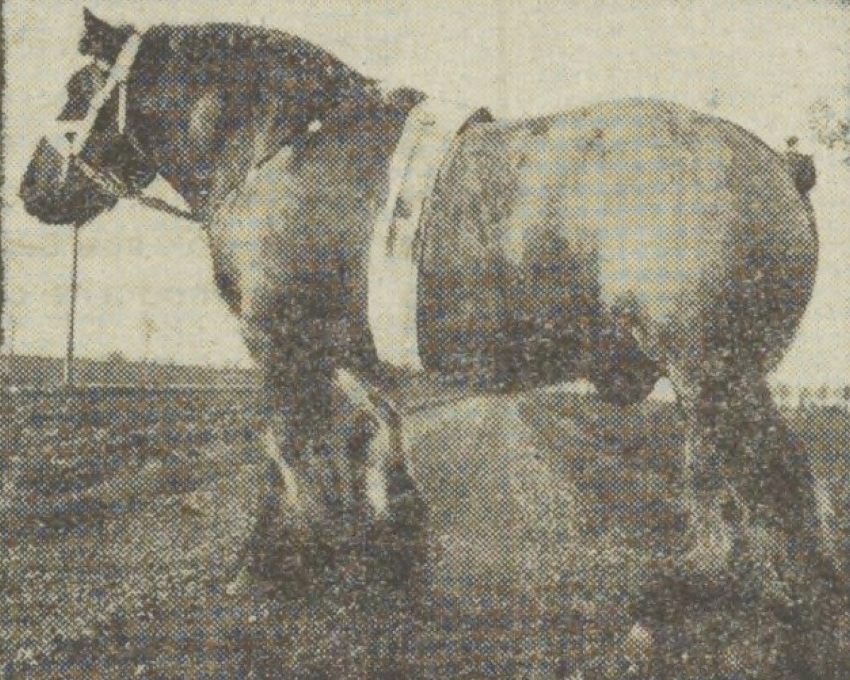 Deckhengst Moustic van Urbain (Niederländisches Kaltblut, 1946, von Urbain van Certain)