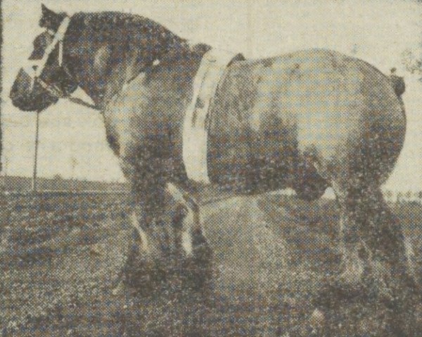 stallion Moustic van Urbain (Dutch Heavy Draft, 1946, from Urbain van Certain)