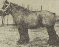 Deckhengst Guido uit de Kluis (Niederländisches Kaltblut, 1951, von Churchill van de Schaapshoeve)