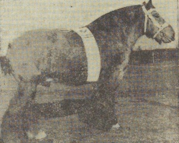 horse Nico van de Klef (Dutch Heavy Draft, 1948, from Nico van Melo)