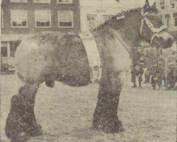 stallion Successeur (Dutch Heavy Draft, 1952, from Nico van 't Zwartewater)