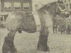 stallion Successeur (Dutch Heavy Draft, 1952, from Nico van 't Zwartewater)
