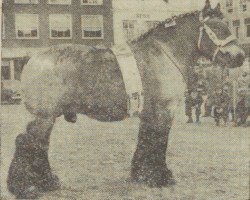 Deckhengst Successeur (Niederländisches Kaltblut, 1952, von Nico van 't Zwartewater)