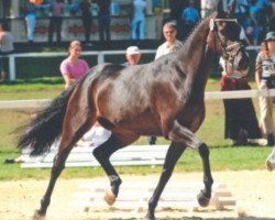 broodmare Omegana-S (Oldenburg, 2005, from Licotus)