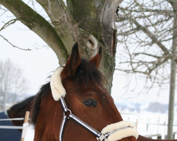 Pferd Hollywood Dream (Englisches Vollblut, 2018, von Isfahan xx)