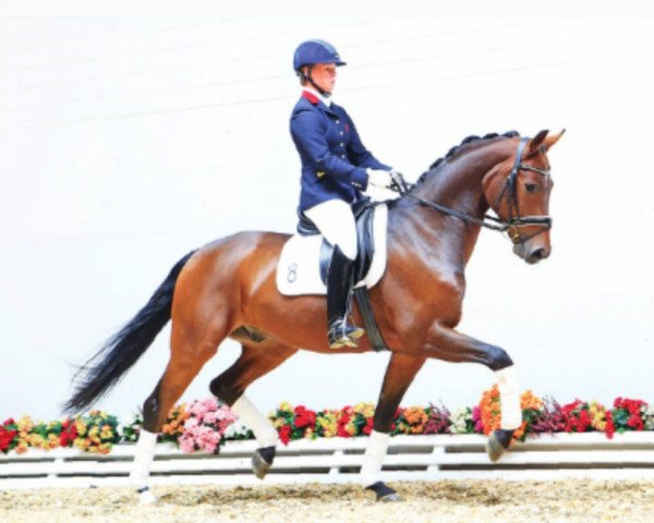 dressage horse Sir Dancer- S (Oldenburg, 2009, from Sir Donnerhall I)