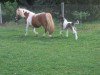 Zuchtstute Tita (Shetland Pony (unter 87 cm),  , von Theseus)