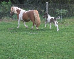 Zuchtstute Tita (Shetland Pony (unter 87 cm),  , von Theseus)