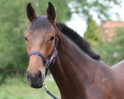 dressage horse Ruinart (Hanoverian, 2015, from Radisson)