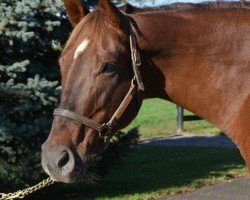 broodmare Silver Wolf xx (Thoroughbred, 2008, from Silver Deputy xx)