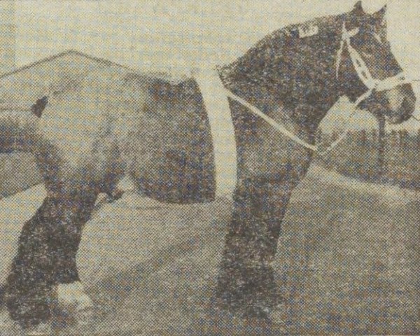 Pferd Costaud van Nieuwenberg (Niederländisches Kaltblut, 1953, von Costaud de Marche)