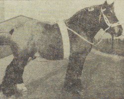 horse Costaud van Nieuwenberg (Dutch Heavy Draft, 1953, from Costaud de Marche)