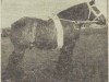 stallion Abbe van Slootdorp (Dutch Heavy Draft, 1953, from Benno van Riebroek)