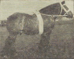 stallion Abbe van Slootdorp (Dutch Heavy Draft, 1953, from Benno van Riebroek)